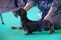 Crufts_dachshunds 125